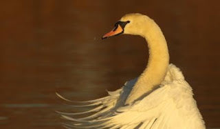 Swan Special