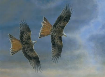 Red Kites At Thixendale