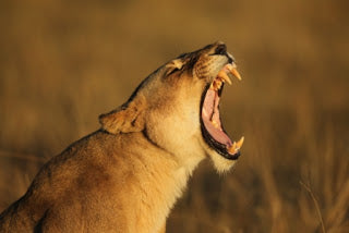 Lions in the Mara