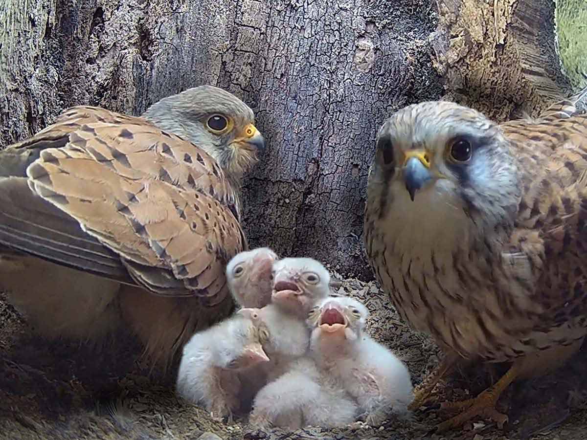 Kestrel pair become perfect parents