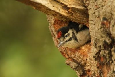 Woodpeckers Fledge