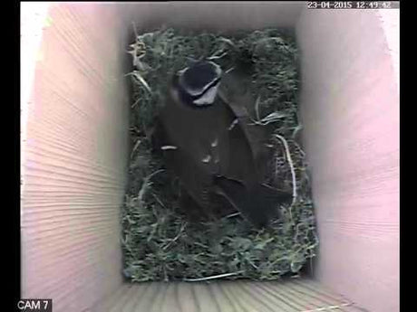 Blue tit raids wren nest