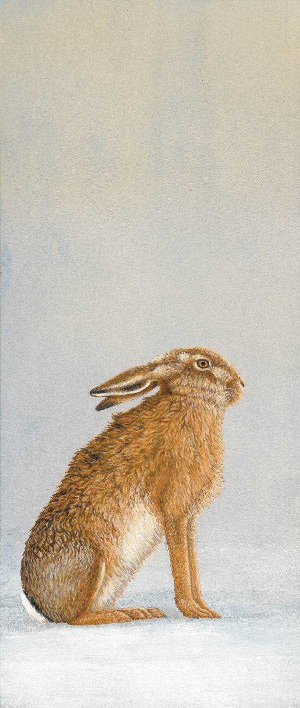 Paintings inspired by watching hares in snow