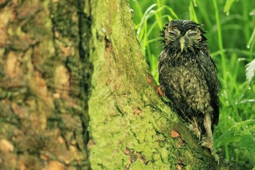 Bedraggled Tawny Owls