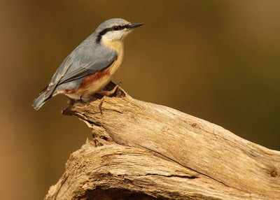 Nuthatch Beauty