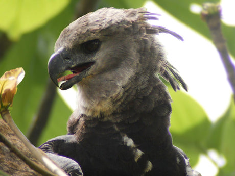 Film | Rare harpy eagles found nesting with chick! | Wild Panama