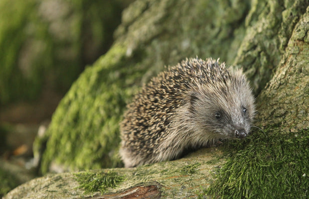 How to help hedgehogs