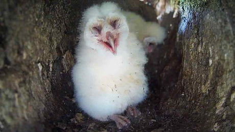 Film | Barn owl chicks keeping cool in heatwave | Gylfie & Dryer