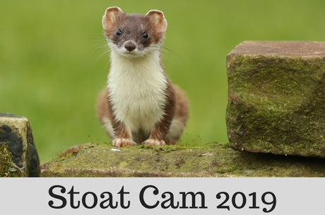 Stoat Camera Stories | Spring 2019 | Setting Up Home