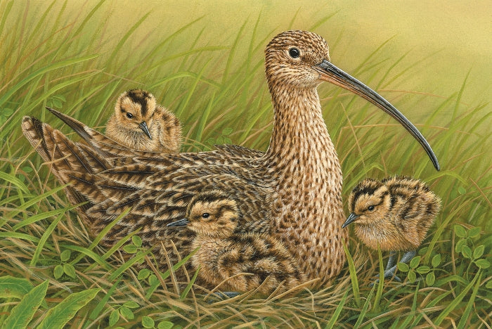 Infidelity Rocks All Families: I watched a curlew unable to brood because her mate was flirting