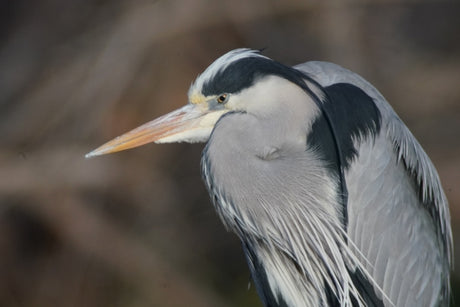 Visit S'Albufera In Mallorca For Beautiful Birdlife