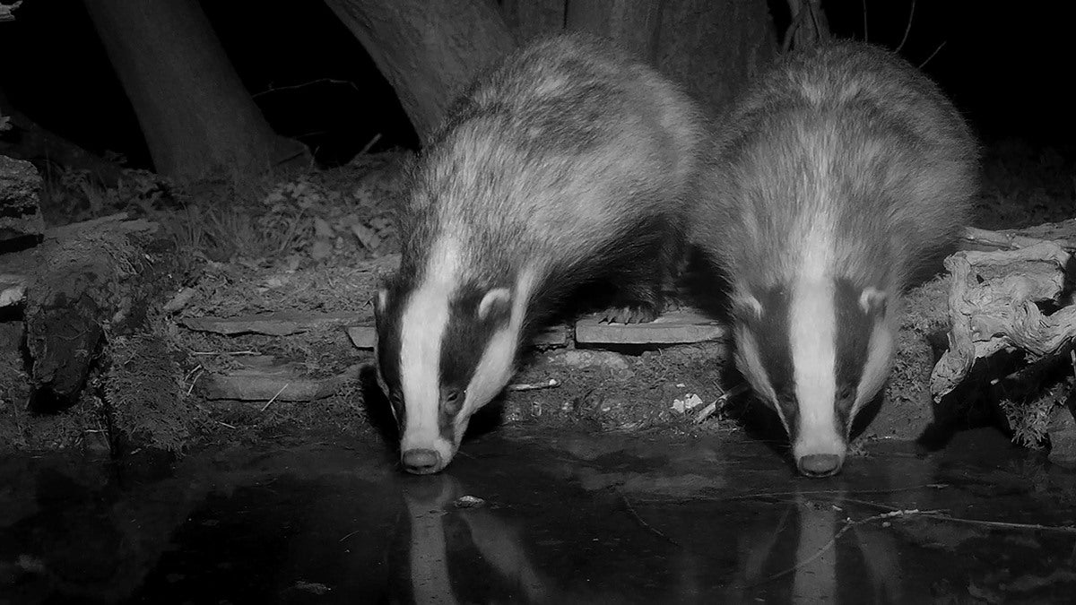 Designing a habitat for wildlife | the making of ash wood