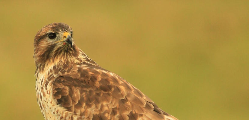 Filming a common buzzard nest