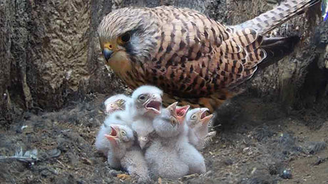 Film | All six kestrel chicks hatch | Apollo & Athena