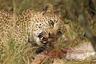 The Magic of the Masai Mara