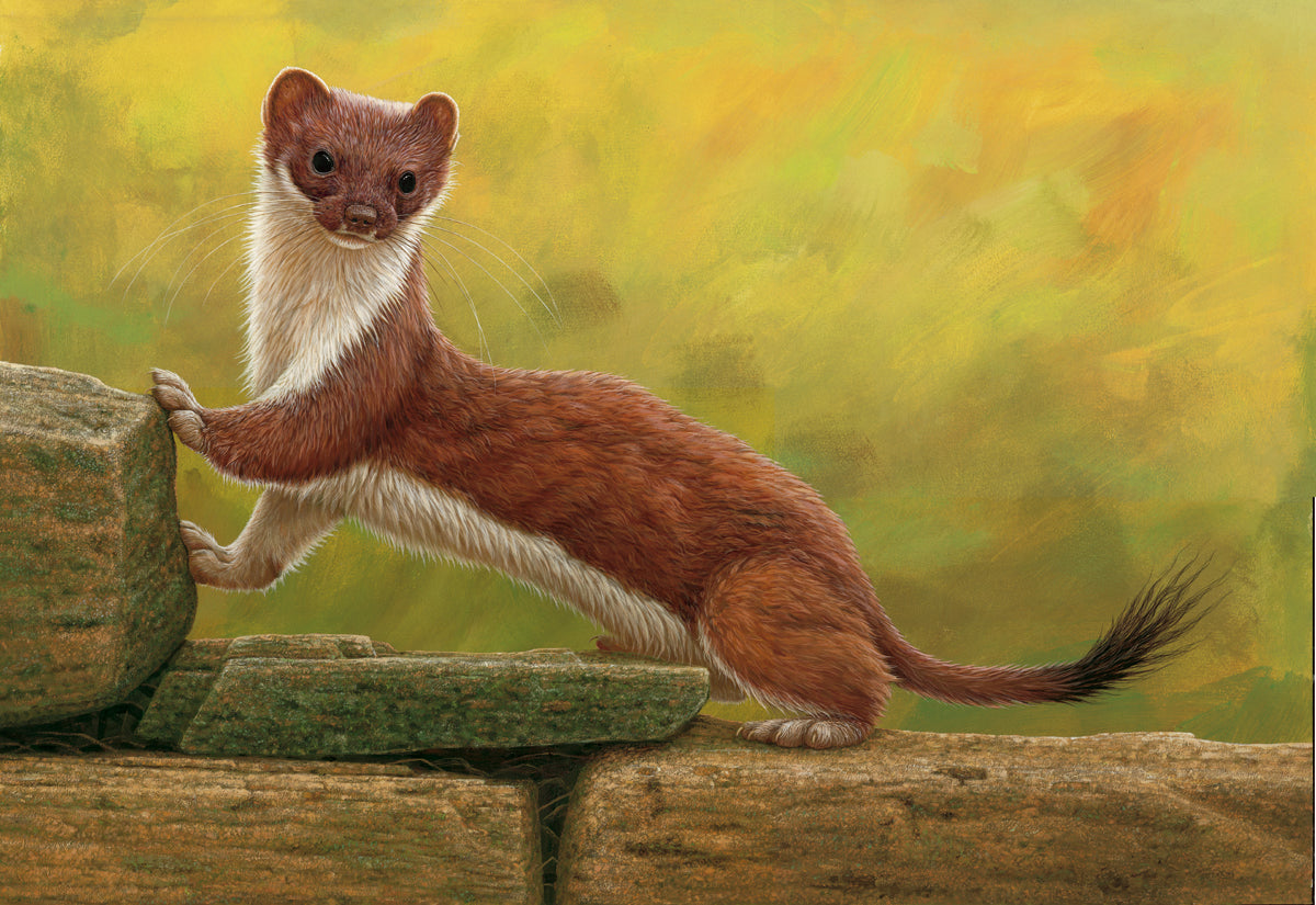 Portrait of a stoat | my painting story