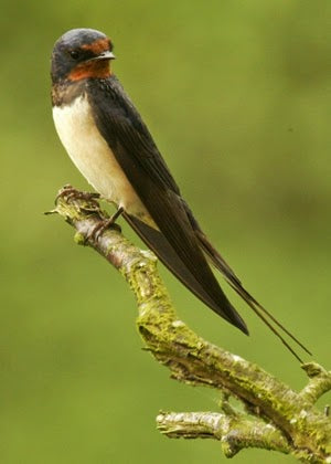 Swallows in my porch