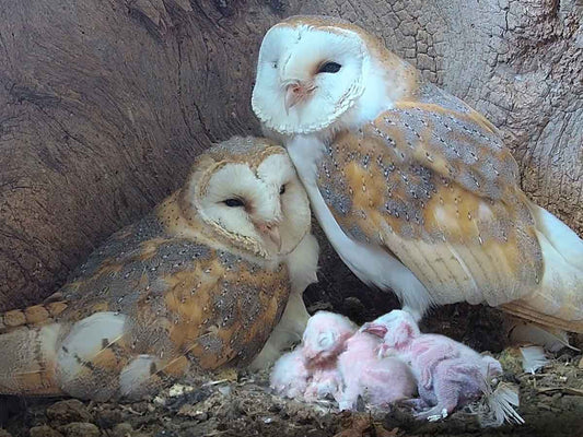 Film | Barn owl dad so devoted as chicks hatch | Gylfie & Finn