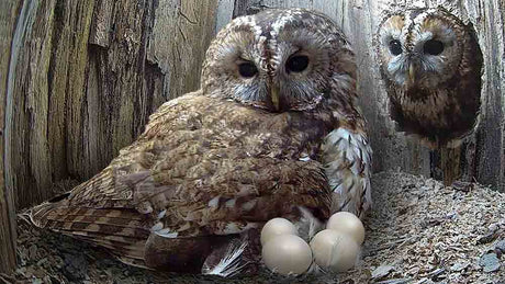 Film | Tawny owls' long battle for chicks of their own | Luna & Bomber