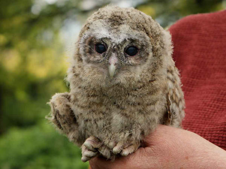 Film | Tawny owl chicks get ID rings | Bonnie & Ozzy