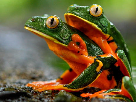 Film | Bird's eye view of Panama's canopy wildlife