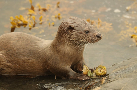 In search of Scotland's otters