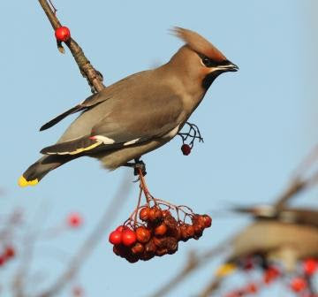 Waxwing Glut