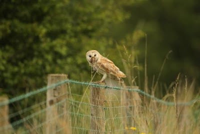 Barn Owl Sighting