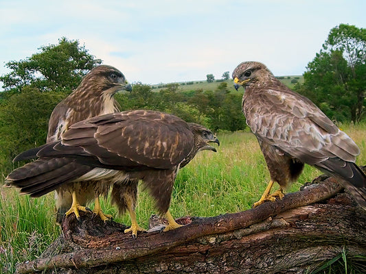 Film | Buzzard chicks learn to fend for themselves | Discover wildlife