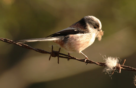 Long-Tailed Tits: The Cobweb Collectors