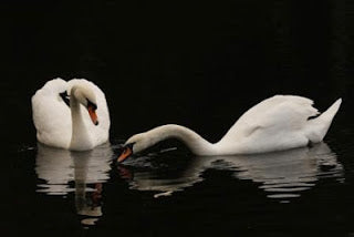 Photographing Swans for Paintings