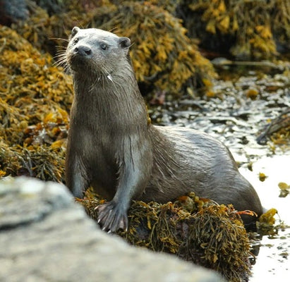 Standing on top of an otter's holt!