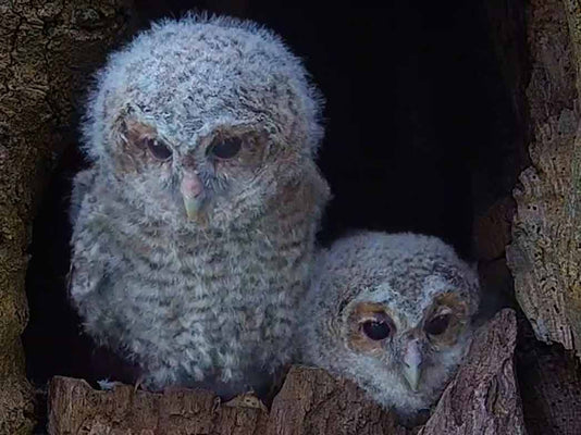 Tawny owl chicks fly free, with a helping hand from me