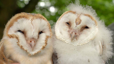 Bird Ringing - Why I Ring the Owls in my Yorkshire Garden