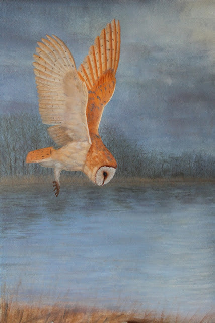 Summer Exhibition will Showcase Barn Owl Paintings