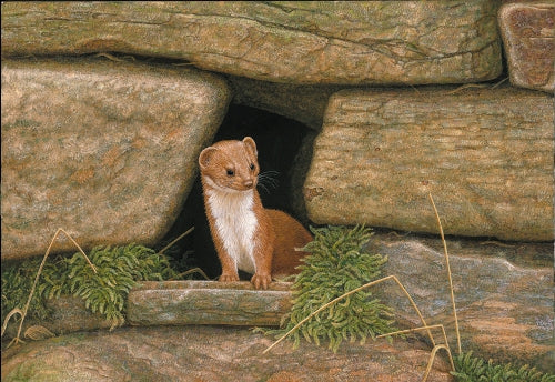 A Weasel Year: Bringing up a formidable hunter