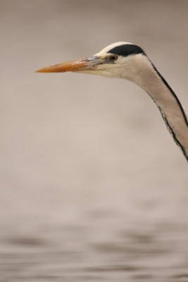 Heron Feast