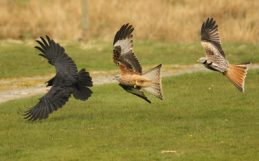 Birds of Prey Battle it Out!