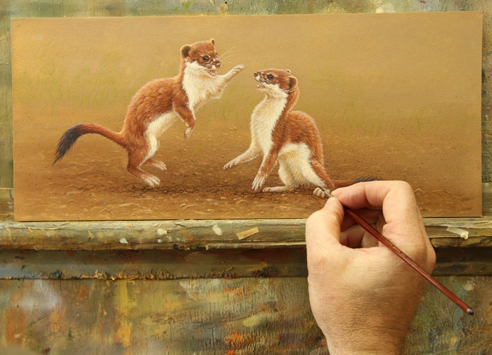 New Art Exhibition Uncovers Secret World Of Stoats & Weasels