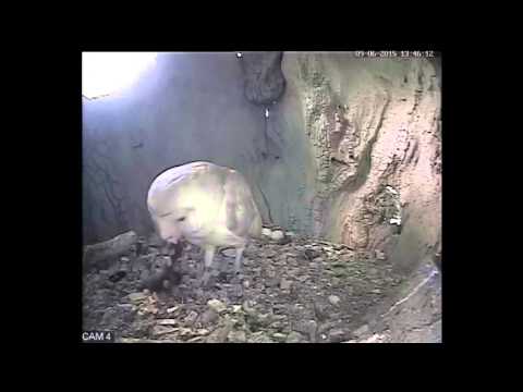 Strange food cravings. A Barn owl struggles to eat mole