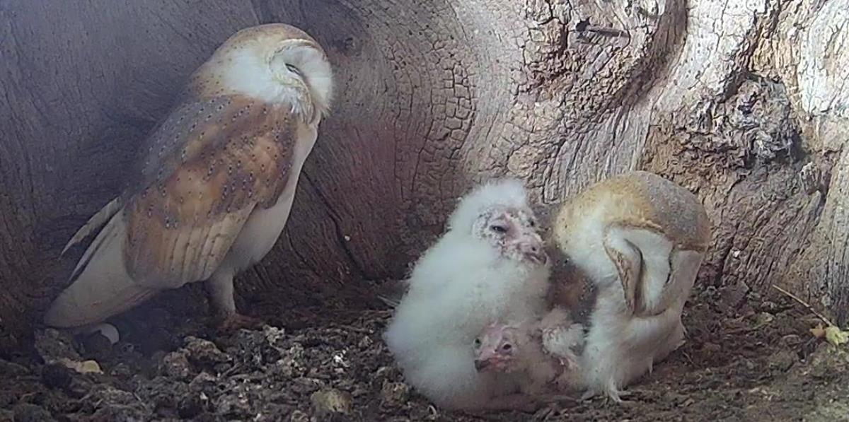 Help me name the barn owl chicks