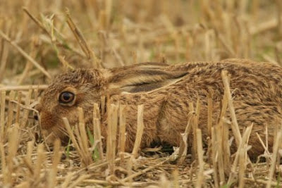 Hares in Stubble