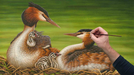 Film | Painting a lifelike portrait of great crested grebes | Wildlife art