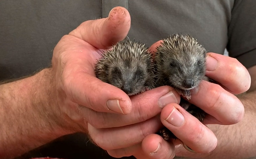 These tiny hoglets are keeping me awake | hedgehog rehabilitation