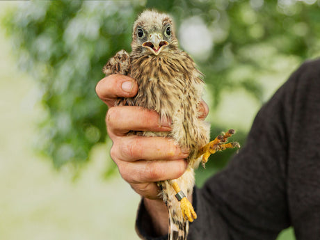 Film | Kestrel rehab success: All 6 chicks make it to ringing day