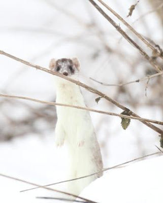 Stoat's White Winter Coat Now Out of Place