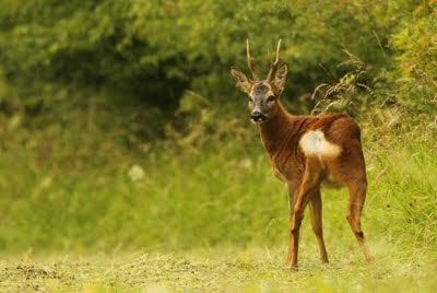 Roe Buck