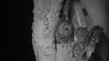 A tawny owl's two precious chicks