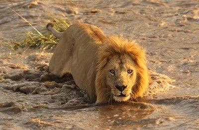 Lion does the catty paddle!