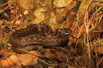 Adders in Allerthorpe